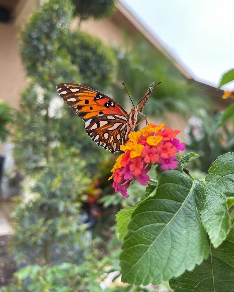 Lantana: Butterfly-Attracting Sun Lover