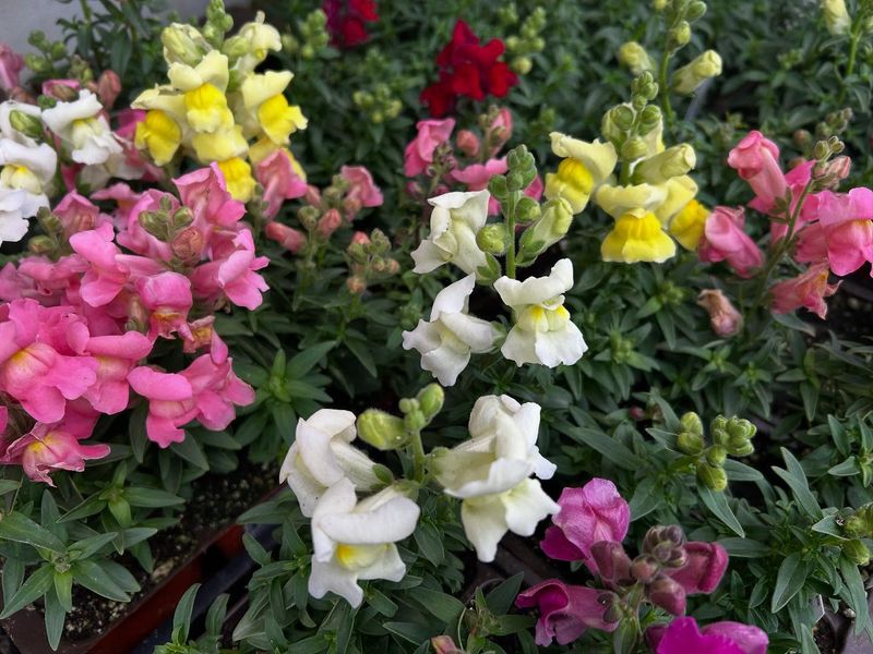 Snapdragons - Vertical Drama on Spires
