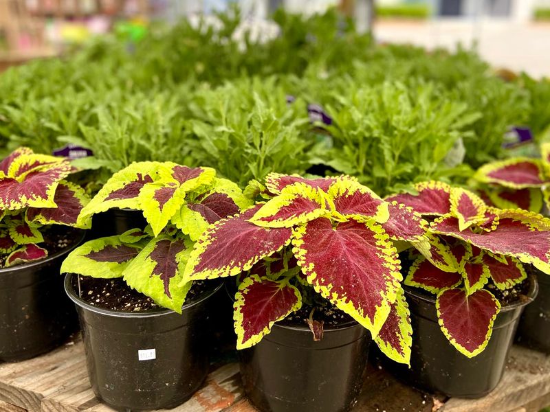 Coleus