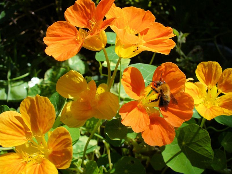 Nasturtium (Tropaeolum majus)