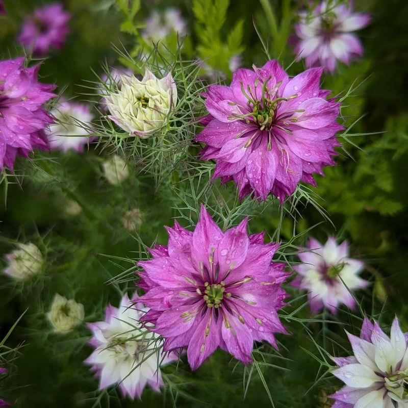 Love-in-a-Mist