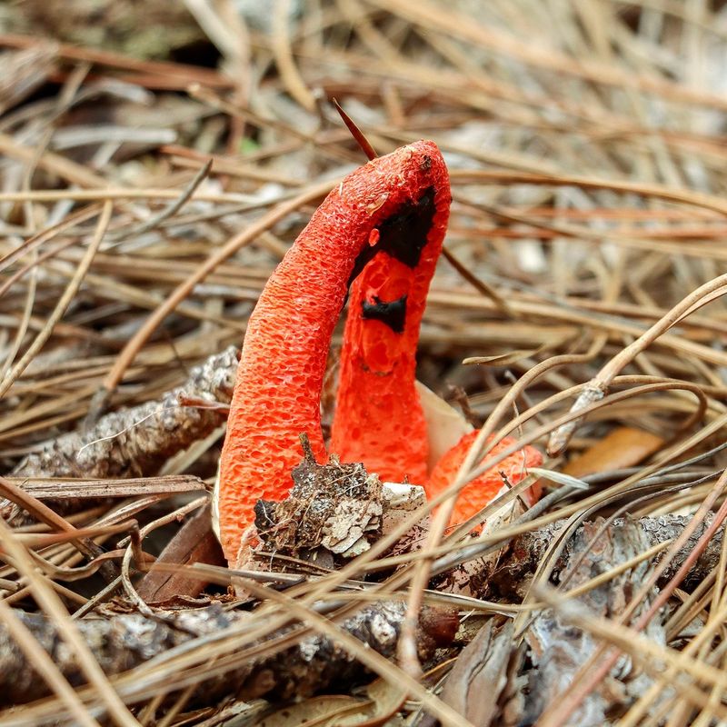 Stinkhorn Mushroom