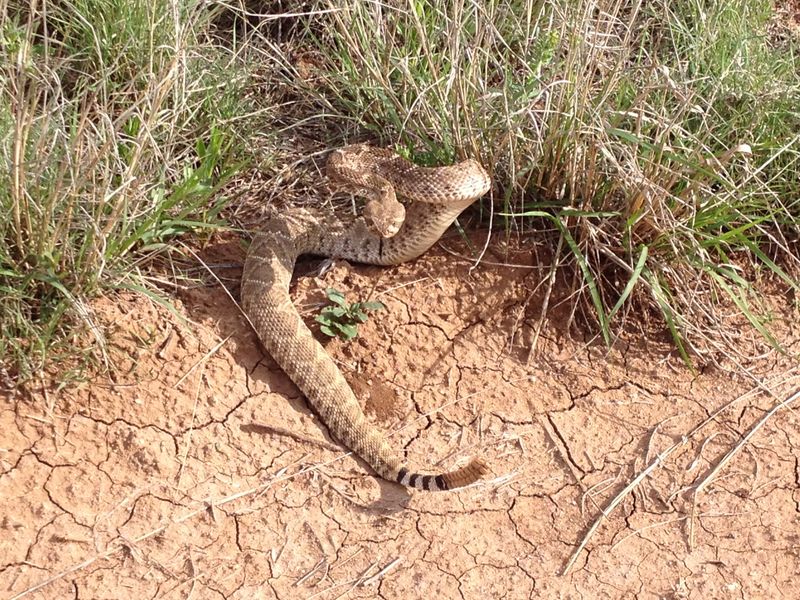 Oklahoma's Prairie Predators