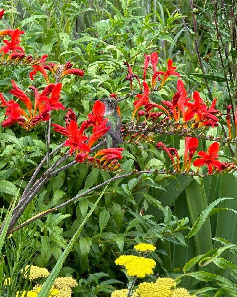 Crocosmia: Hummingbird Magnets