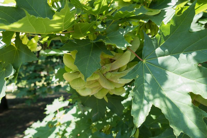 Norway Maple's Shade Domination
