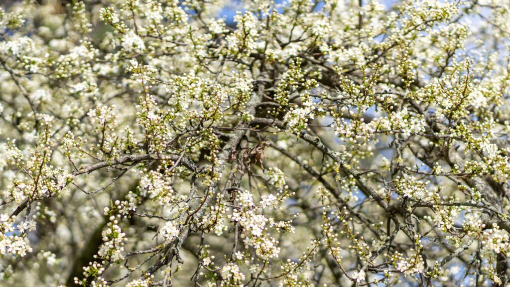 callery pear tree in bloom