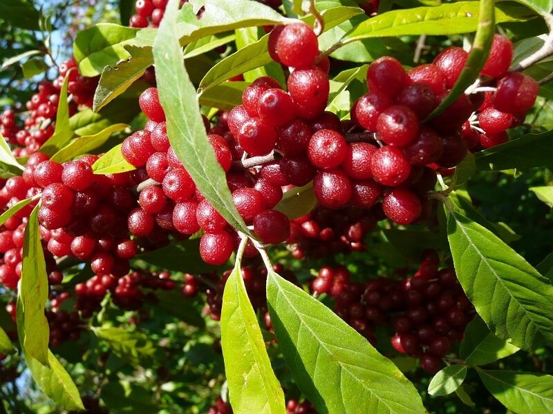 Autumn Olive (Elaeagnus umbellata)