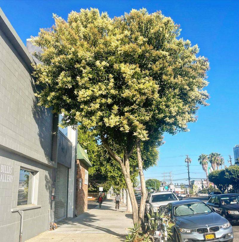 California Privet
