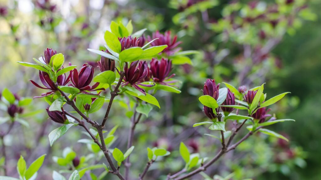 Calycanthus