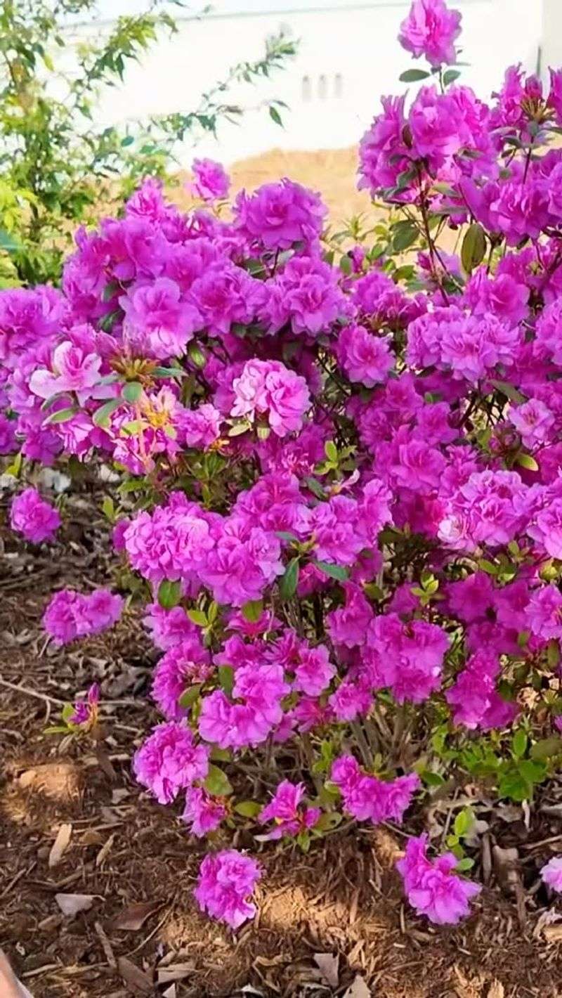 Azalea (Rhododendron species)