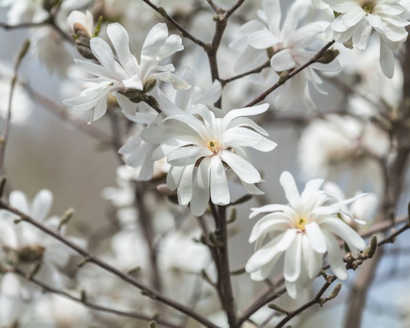 Magnolia Stellata