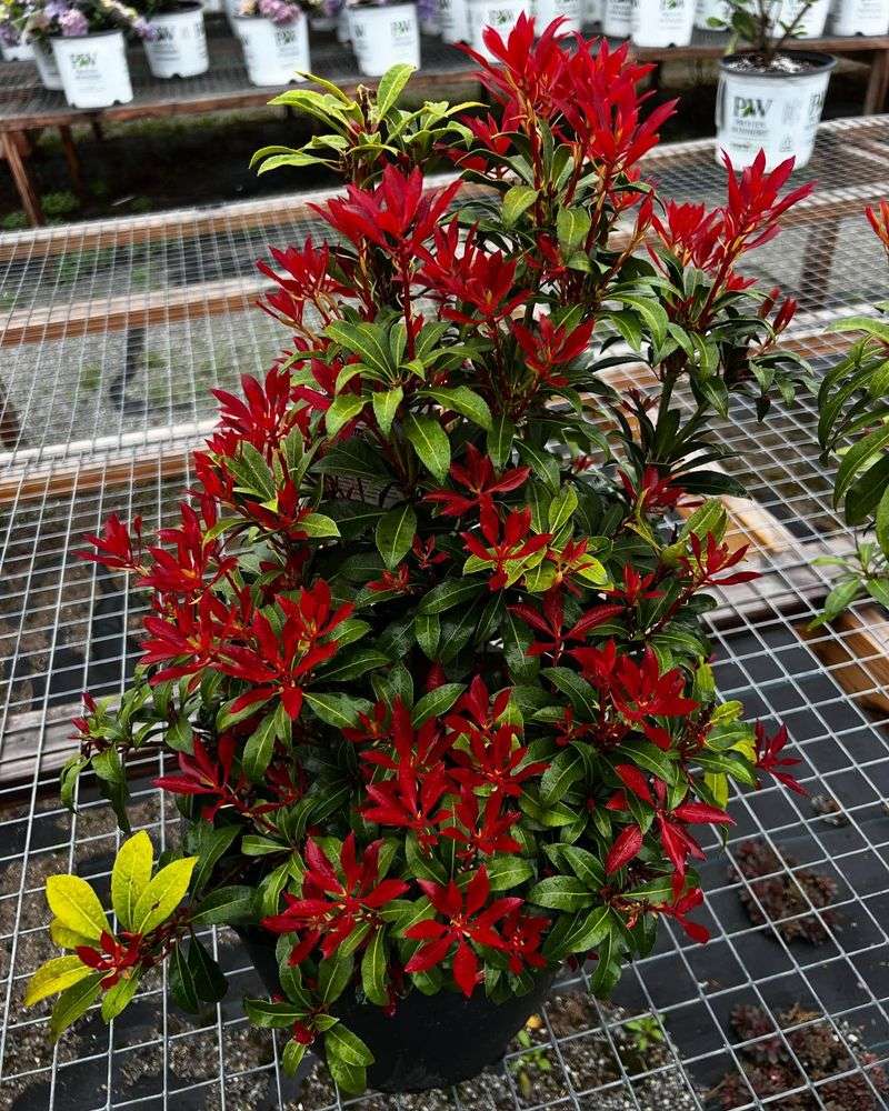 Pieris