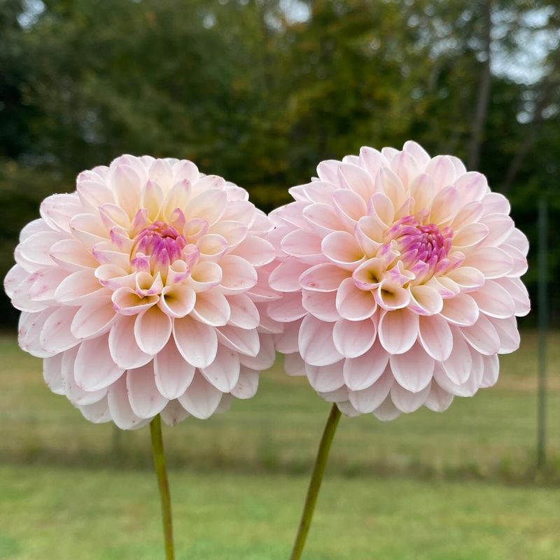 Dahlias