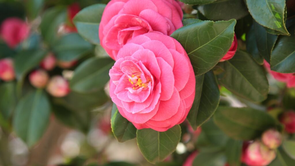 camellia plant in bloom