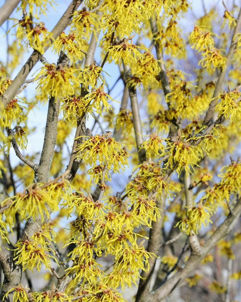 Witch Hazel