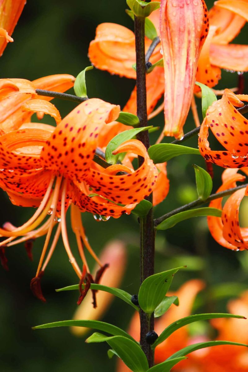 Tiger Lilies