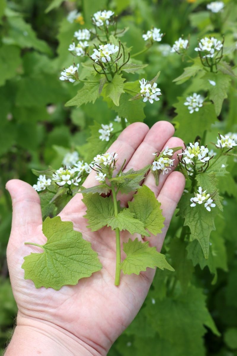 Garlic Mustard: The Forest Floor Invader