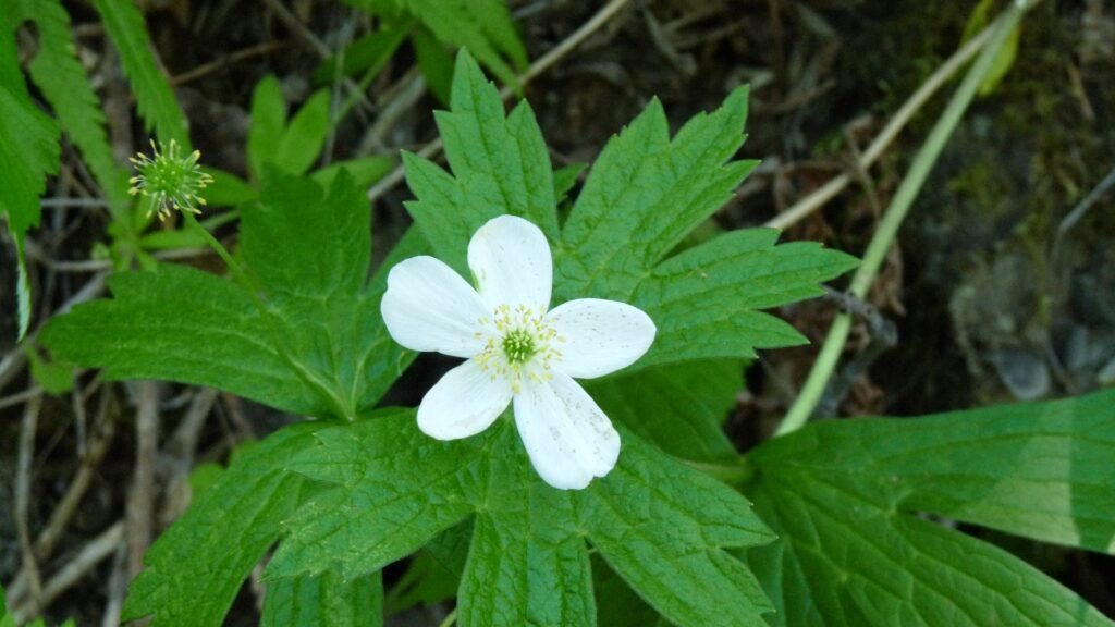 Canadian Anemone