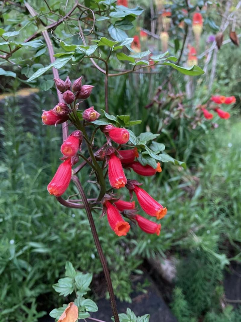 Chilean Glory Flower
