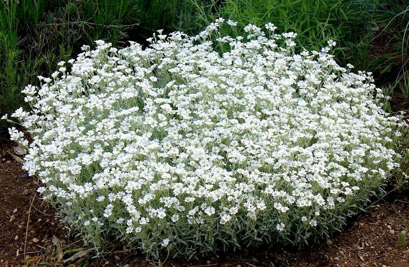 Snow-In-Summer Thrives In Heat