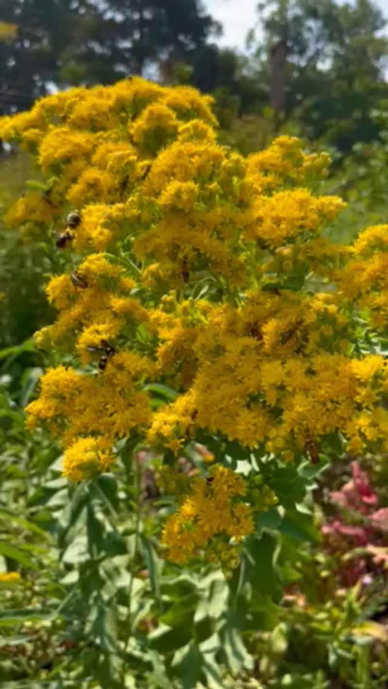 Goldenrod