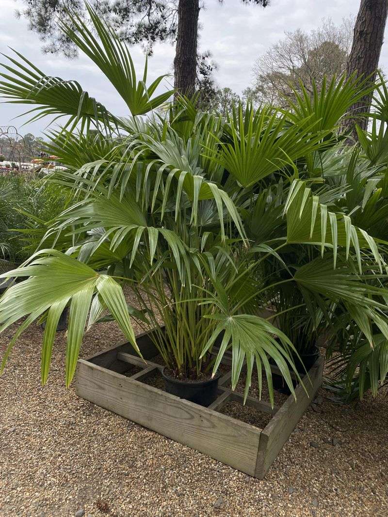 Chinese Fan Palm