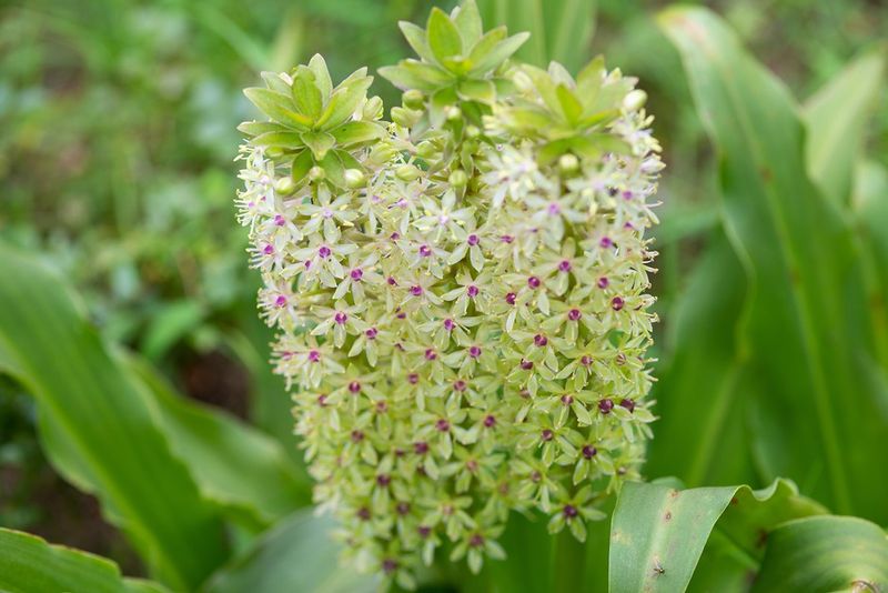 Eucomis (Pineapple Lily): Quirky Conversation Starter