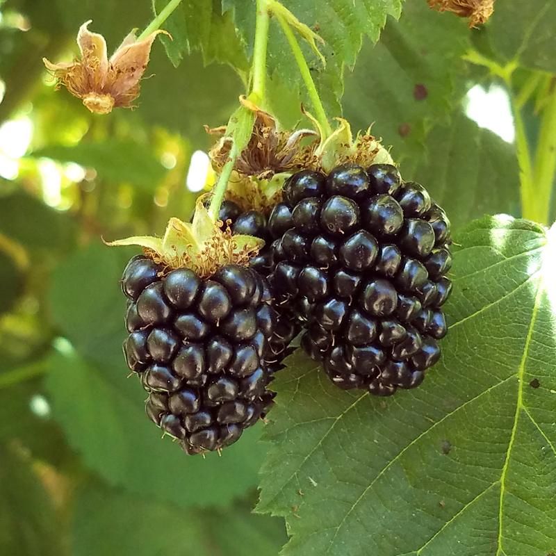 Blackberries: Nature's Garden Gift
