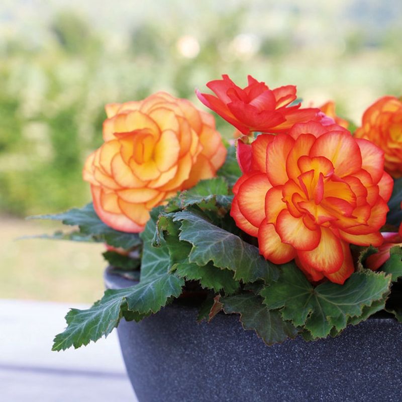 Brilliant Begonias