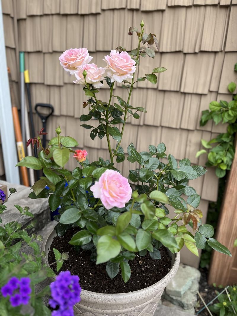 The Pot-In-Pot Replacement