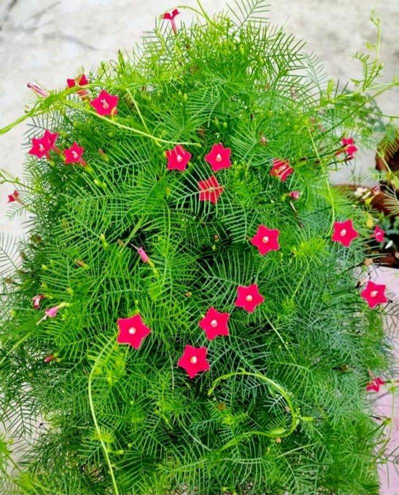 Cypress Vine
