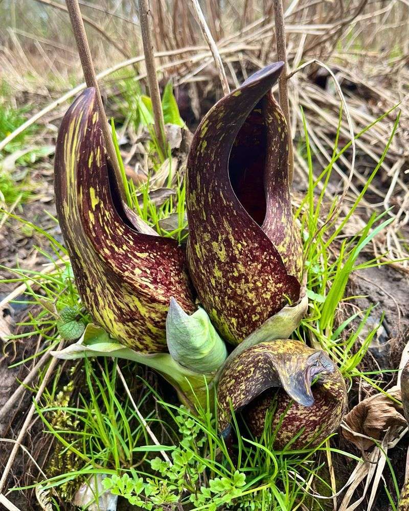 Skunk Cabbage