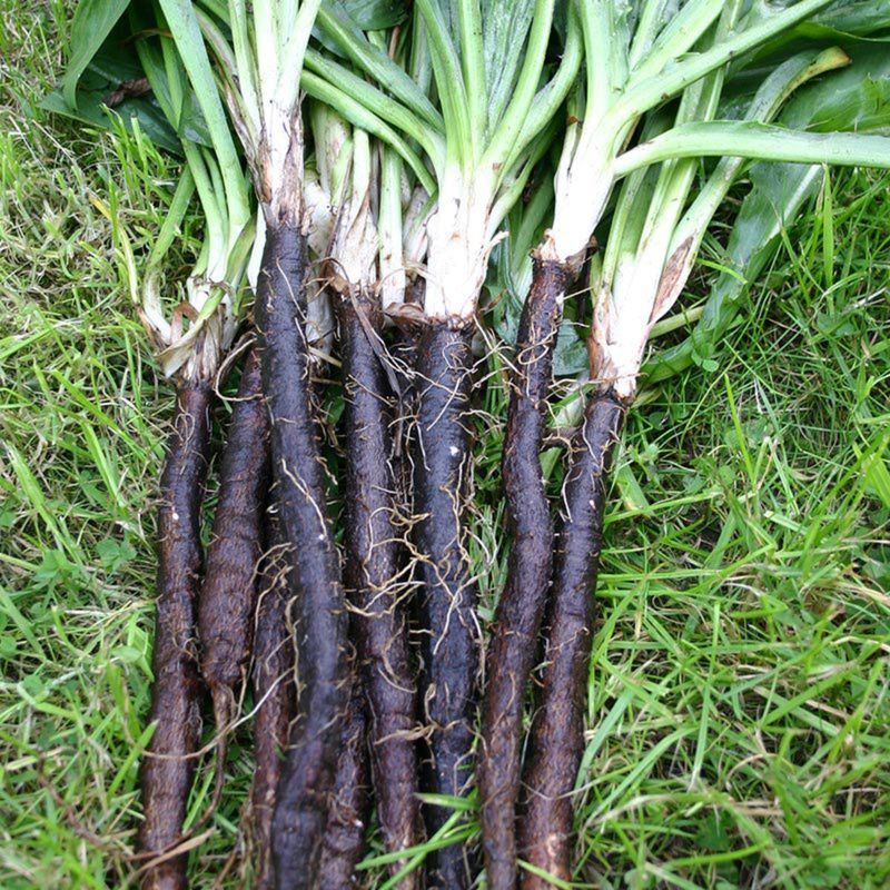 Scorzonera: 200 Days For Forgettable Flavor