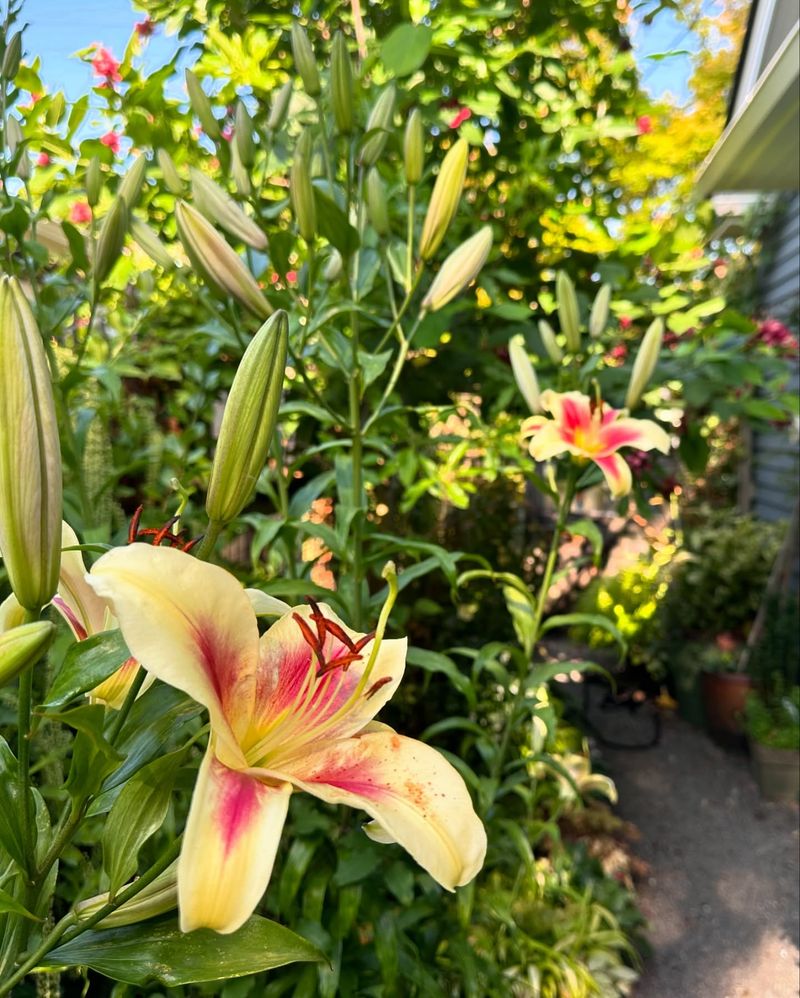 Lovely Lilies