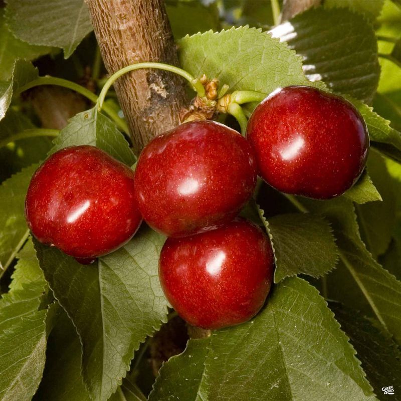 Utah Giant Cherry