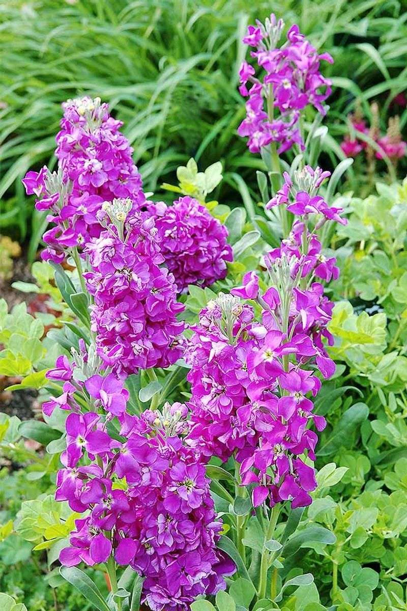 Stock Flowers