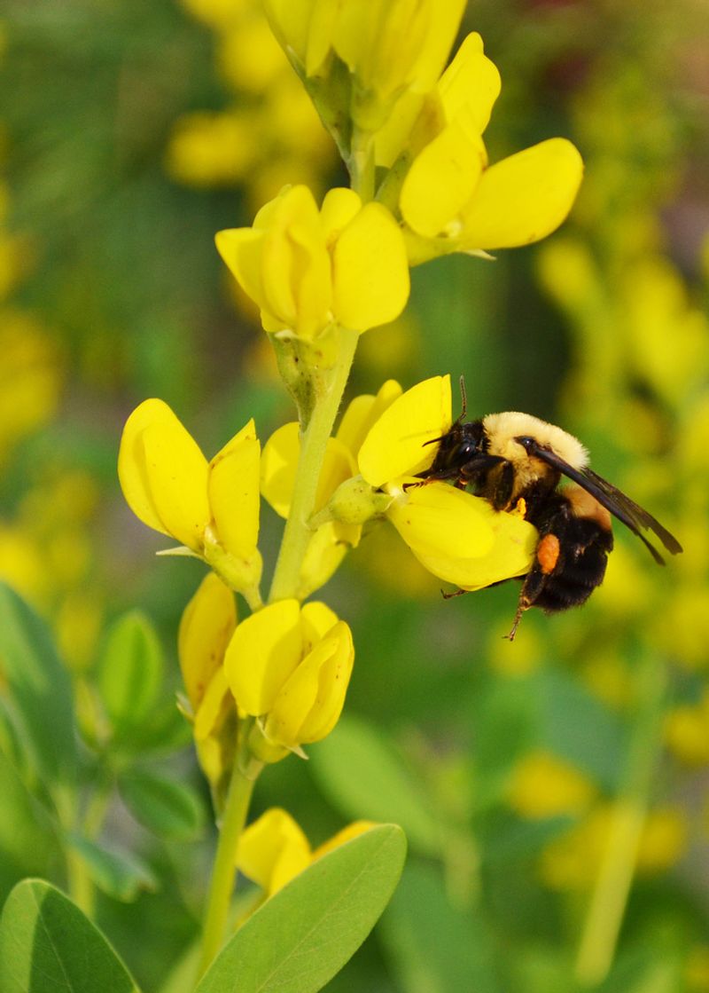 Yellow Wild Indigo