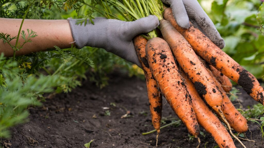 gardener holds a bunch of freshly harvested carrots