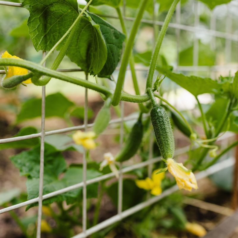 Cucumbers