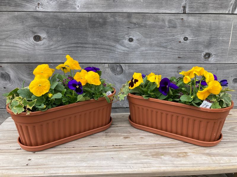 Pansies