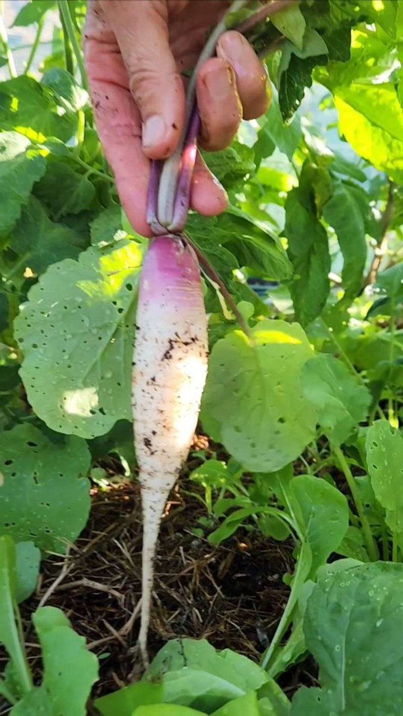 Radishes