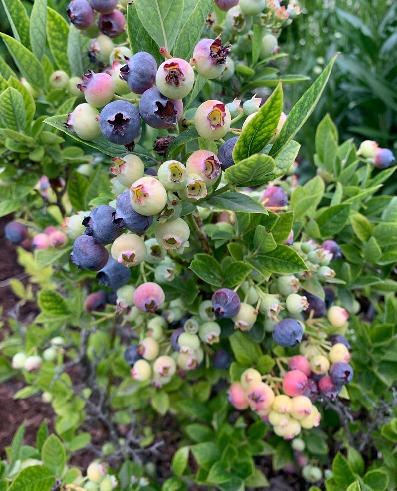Blueberries