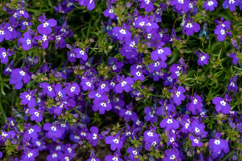 Lobelia: Blue Waterfall Wonder