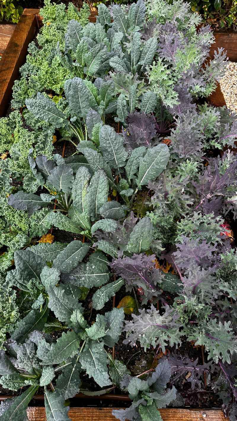 Kale: Cold-Hardy Nutrition Powerhouse