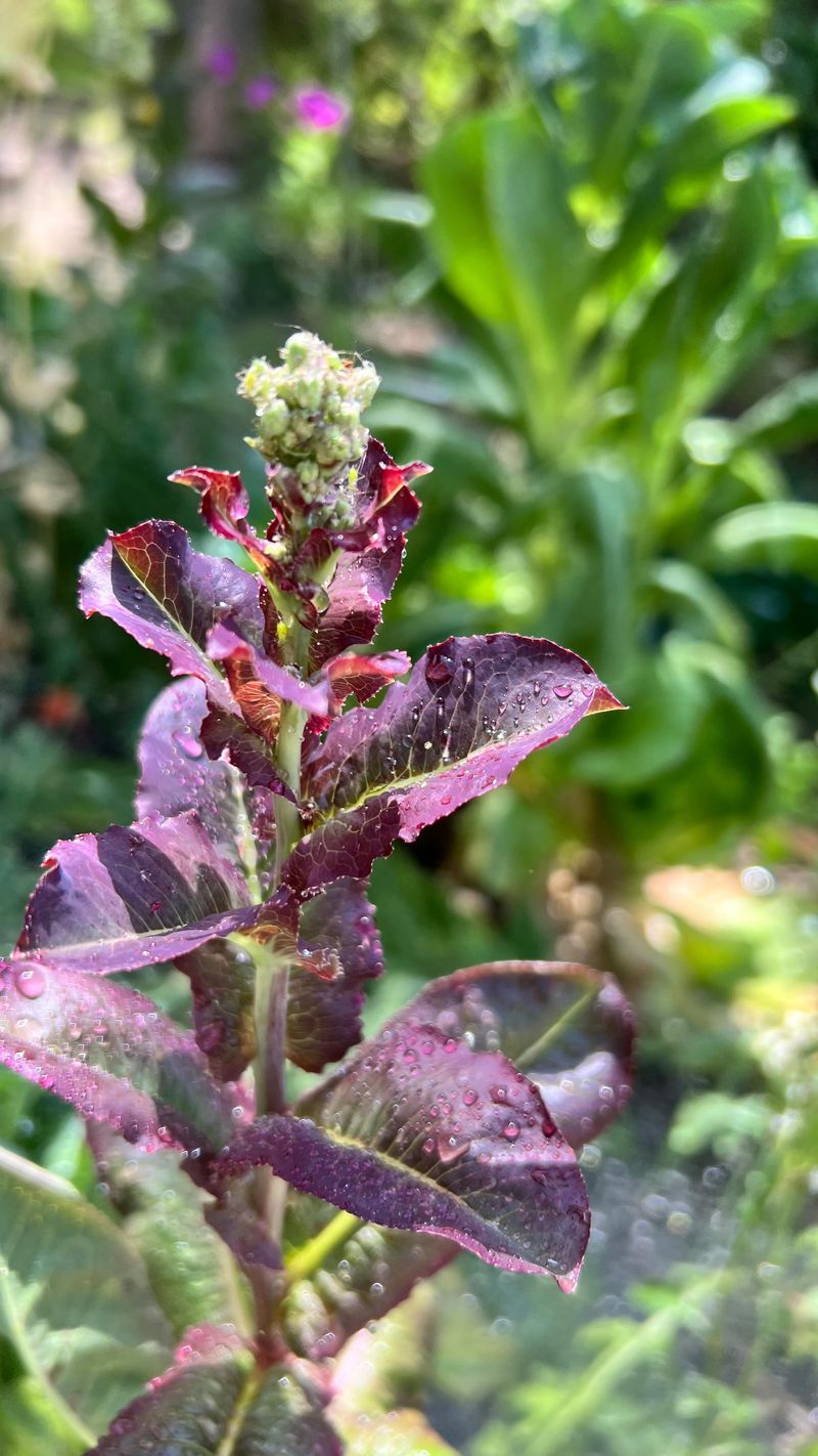 Head Lettuce: Bolting Before Harvest