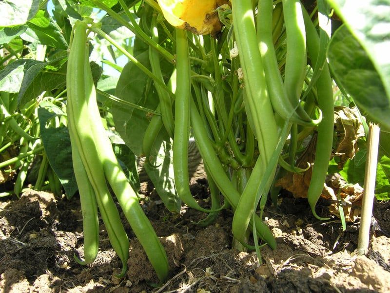 Green Beans: Prolific Producers