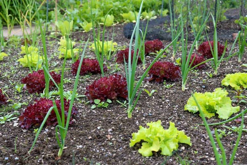 Onions - Pest Protection Partners