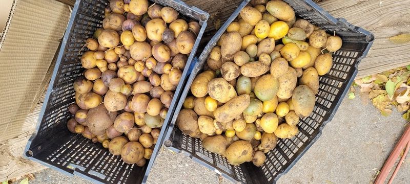 Potatoes Not Worth The Wait