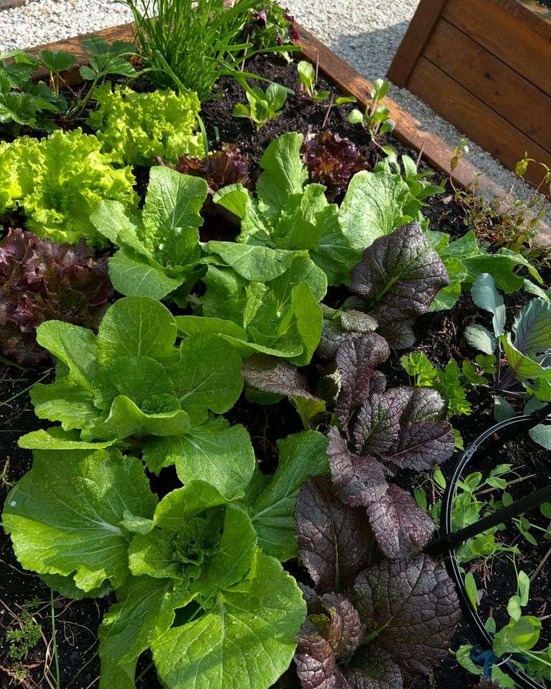 Lettuce and Tall Vegetables: Shade Seekers