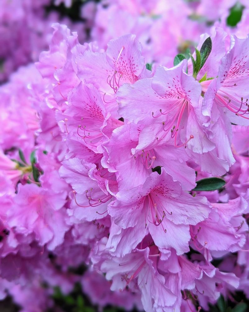 Azaleas